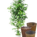 ベンジャミン　自然形【バスケット（鉢カバー）付き】 - カラー