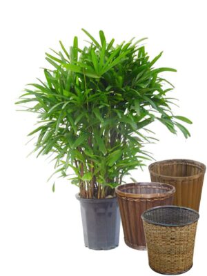 カンノンチク 10号サイズ【バスケット（鉢カバー）付き】 - カラー