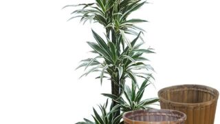 ドラセナ ワーネッキー ホワイトストライプ Type2 バスケット 鉢カバー 付き カラー Hitotoki By Makimo Plant