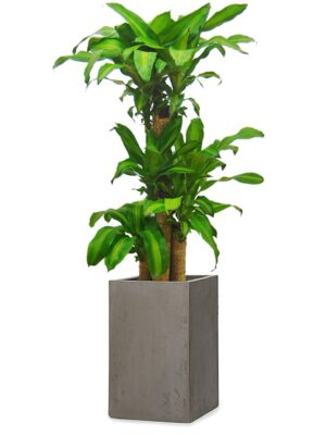 ドラセナ・マッサンゲアナ（幸福の木） 8号 コンカー ピラー M 55