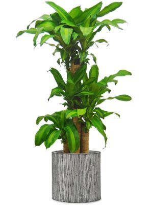 ドラセナ・マッサンゲアナ（幸福の木） 8号 コーテス シリンダー M 31 - カラー