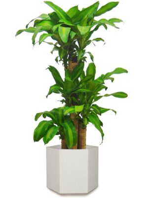 ドラセナ・マッサンゲアナ（幸福の木） 8号 コーテス ヘックス S 30 - カラー