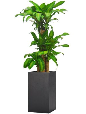 ドラセナ・マッサンゲアナ（幸福の木） 8号 シグマ 角柱プランター M 60 - カラー