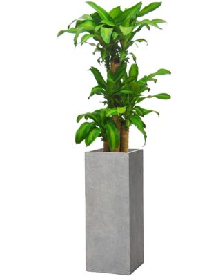 ドラセナ・マッサンゲアナ（幸福の木） 8号 シグマ 角柱プランター L 90 - カラー