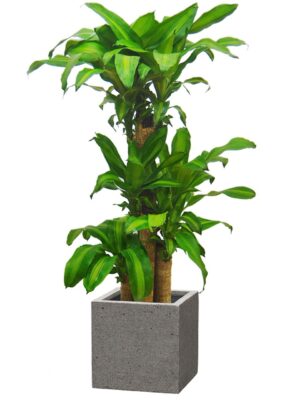 ドラセナ・マッサンゲアナ（幸福の木） 8号 キューブ ラテルストーン S 30