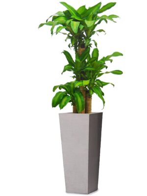 ドラセナ・マッサンゲアナ（幸福の木） 8号 ジェミニ モノ M 76 - カラー