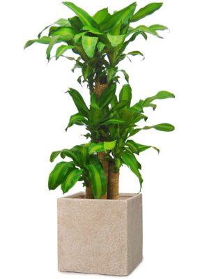 ドラセナ・マッサンゲアナ（幸福の木） 8号 サンディ キューブ S 36