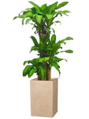 ドラセナ・マッサンゲアナ（幸福の木） 8号 サンディ ピラー S 55