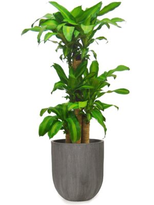 ドラセナ・マッサンゲアナ（幸福の木） 8号 ソンク ユーポットトール M 36 - カラー