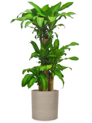 ドラセナ・マッサンゲアナ（幸福の木） 8号 ソンク シリンダー S 29 - カラー