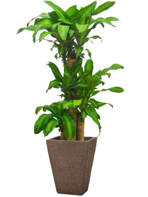 ドラセナ・マッサンゲアナ（幸福の木） 8号 トリコ 963 M 11 - カラー