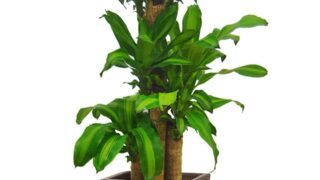 dracaenafragrans-08-tr-963-11e