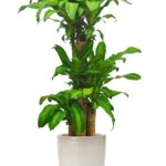 ドラセナ・マッサンゲアナ（幸福の木） 8号 ウーヌム ユーポット M 10 - カラー