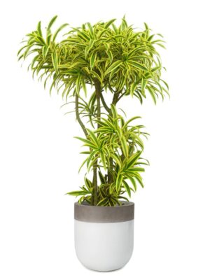 ソングオブ・インディア 8号 バルゴ ツートーン M 33 - カラー