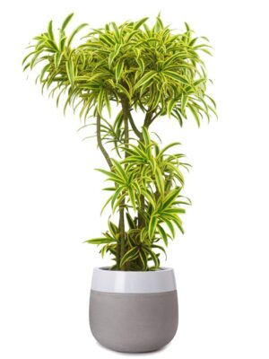 ソングオブ・インディア 8号 タウルス ミドル ツートーン M 40 - カラー