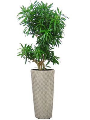 ソングオブ・ジャマイカ 8号 ウィッカーポット ラウンドロング (OTタイプ) L 70 - カラー