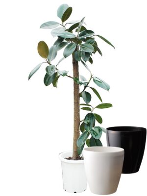 フィカス・バーガンディ 朴タイプ　10号サイズ【ラスターポット（鉢カバー）付き】 - カラー