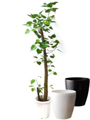 インドボダイジュ 10号サイズ【ラスターポット（鉢カバー）付き】 - カラー