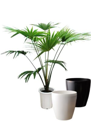 ビロウヤシ　10号サイズ【ラスターポット（鉢カバー）付き】 - カラー