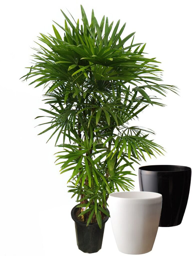 シュロチク 10号サイズ Type2 【ラスターポット（鉢カバー）付き