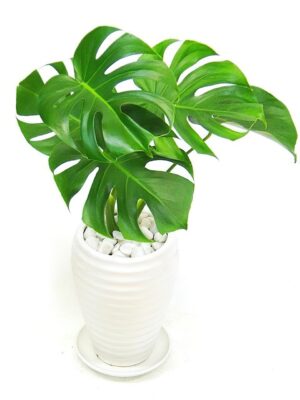 モンステラ ウェーブラウンド陶器鉢 - 陶器鉢カラー