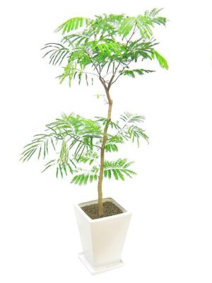 エバーフレッシュ　スクエア陶器鉢 - 陶器鉢カラー