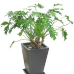 クッカバラ スクエア陶器鉢 - 陶器鉢カラー