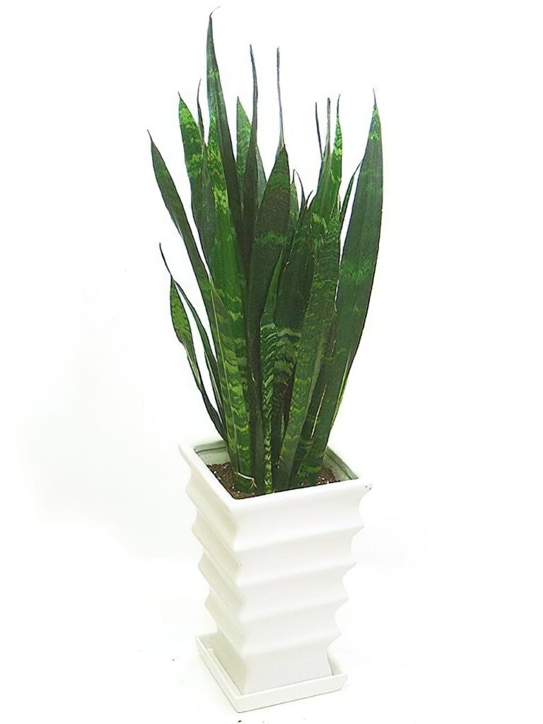 ＫＮ　サンスベリア　トリファスキアタ　‘ハーニースウィールス‘　　0.8Ｍ以下 観葉植物サンセヴィエリア属サンスベリア