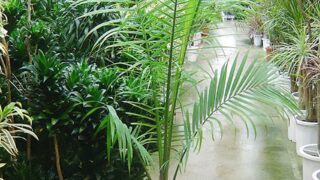 ラベニアヤシ | HITOTOKI by MAKIMO PLANT