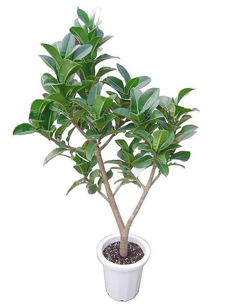 【4/3 20%オフ】【12/24 20%off】【11/18 20%オフ済】アポロゴムノキ　観葉植物 4/3 20%オフ】【12/24 20%off】【11/18 20%オフ済】アポロゴムノキ