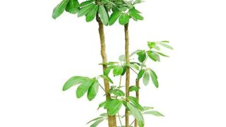 ブラッサイア 朴物 8号サイズ | HITOTOKI by MAKIMO PLANT