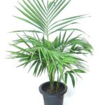 ケンチャヤシ 8号サイズ