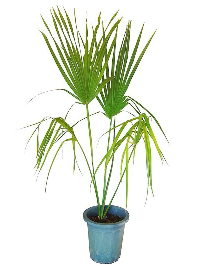 サバルヤシ 良形 メキシカーナ サバルヤシ【サバルメキシカーナ