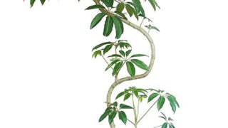 枝ぶりの美しさが際立つ、曲がり仕立てのツピダンサス.1.太幹曲がり仕立て 枝ぶりの美しさが際立つ、曲がり仕立てのツピダンサス.1.太幹