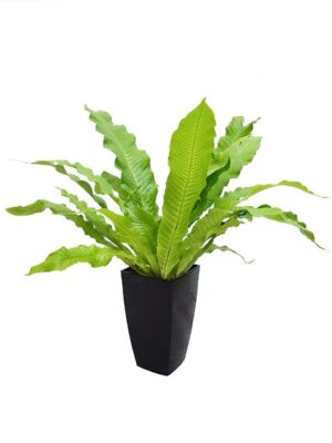 クロコダイルファン