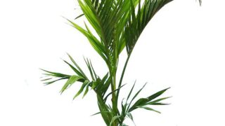 ユスラヤシ（キングパーム） | HITOTOKI by MAKIMO PLANT