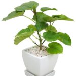 フィカス・ウンベラータ スクエアポット