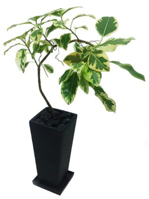 フランスゴムノキ斑入り（曲がり）ロングスクエアポット - 陶器鉢カラー