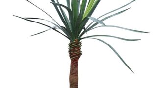 【希少】ドラセナ ドラコ本物 早いもの勝ち ドラセナの種類15選｜激レア希少種や人気品種、育て方を写真付き