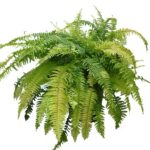 ネフロレピス・ハッピーマーブル