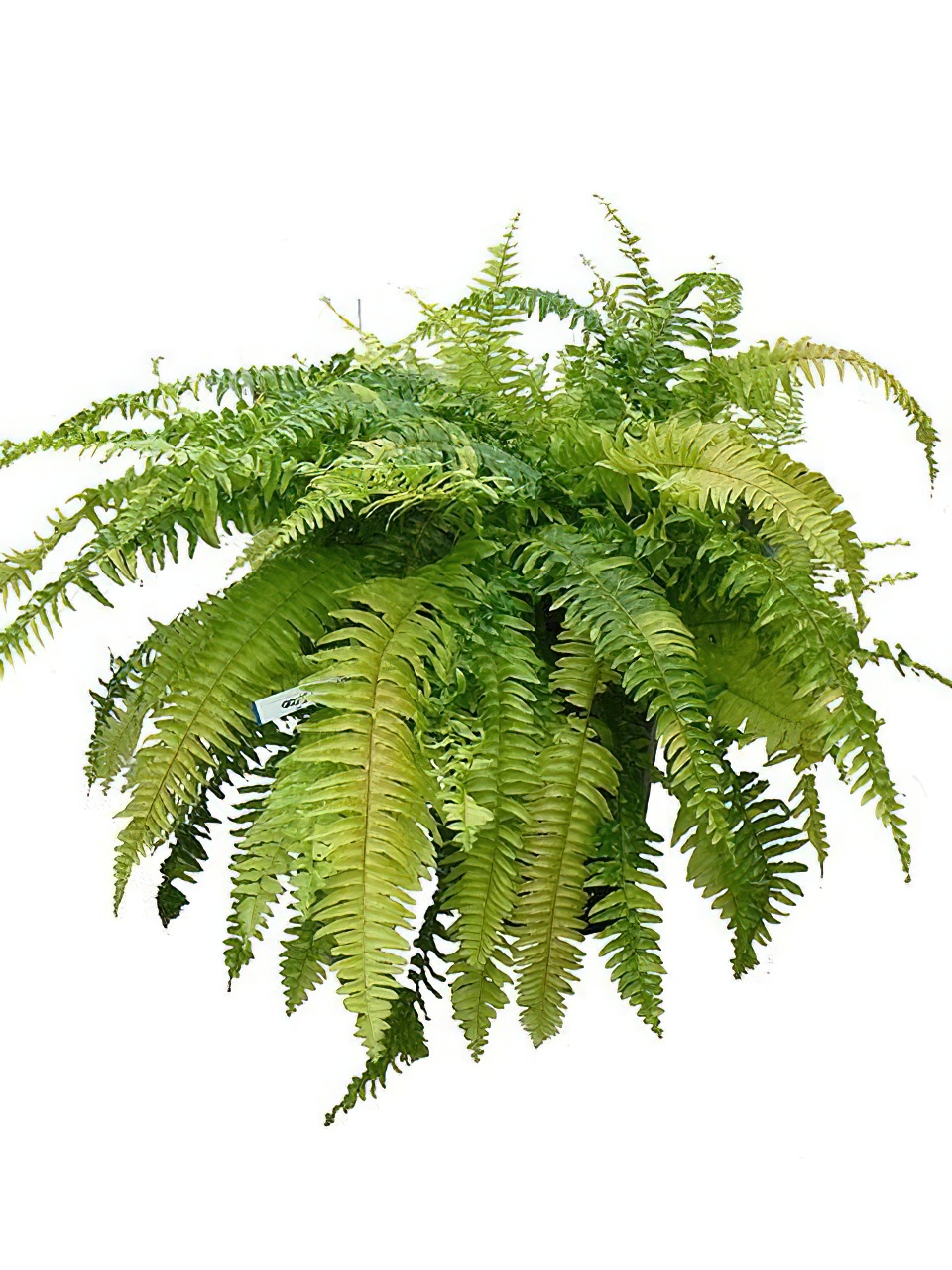 ネフロレピス・ハッピーマーブル | HITOTOKI by MAKIMO PLANT