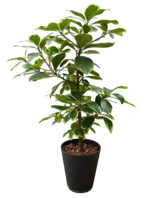 コリノカルプス・ラエビガータ