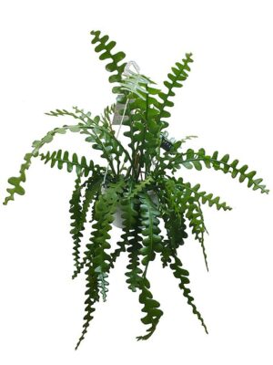 ジグザグサボテン