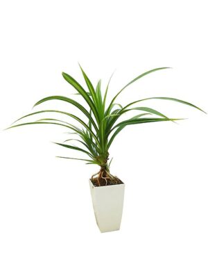 トゲナシタコノキ　黄斑