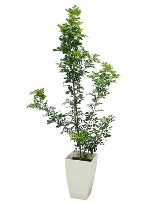 ジュラン（樹蘭） 7号サイズ