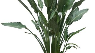 mp1079-320x180.jpg