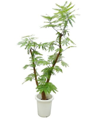 エバーフレッシュ 8号サイズ