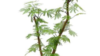 mp1081-320x180.jpg