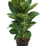 ディフェンバキア・リフレクタ 10号サイズ