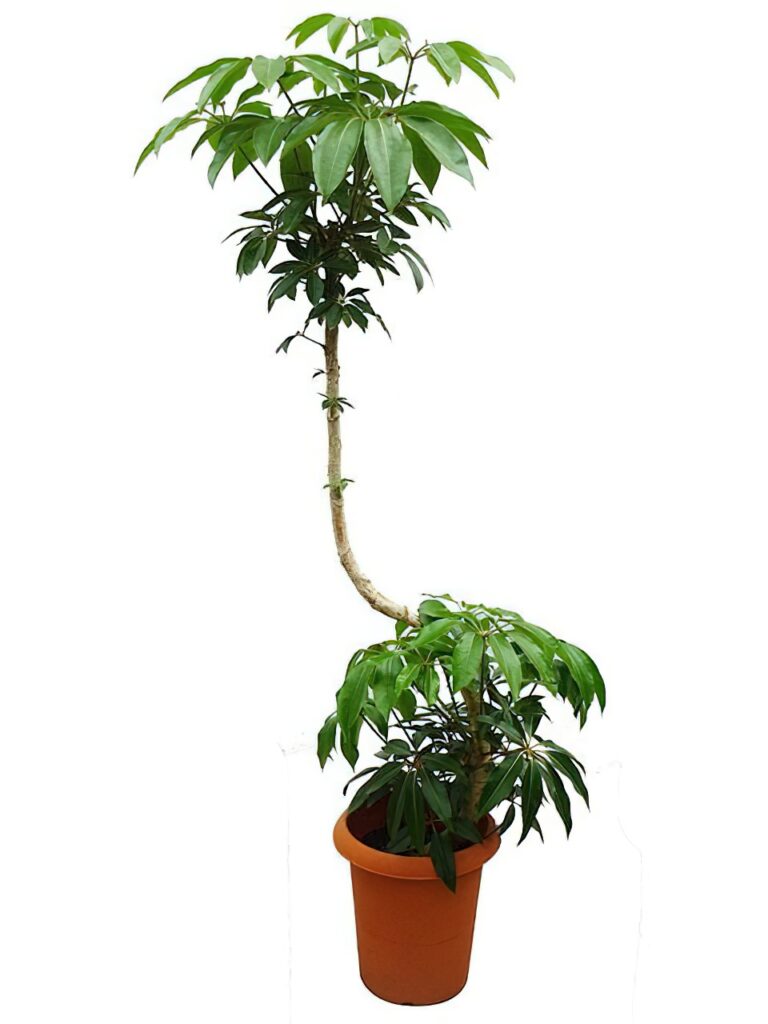 観葉植物 ツピダンサス　曲がり　高さ約100㌢　8寸 ツピダンサス 観葉 | 付き 白 シリンダー サンディ 曲り 10号 その他観葉植物